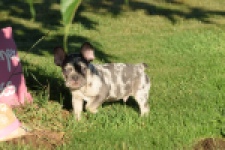 Franse bulldog (reu) 25842