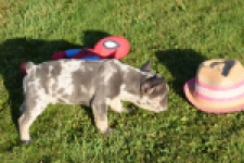 Franse bulldog (reu) 25842