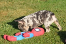 Franse bulldog (reu) 25842