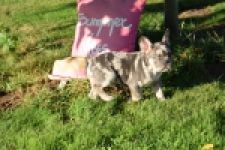 Franse bulldog (reu) 25842