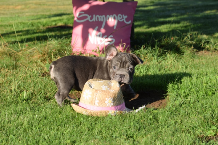Franse bulldog (teef) 25841