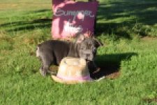 Franse bulldog (teef) 25841