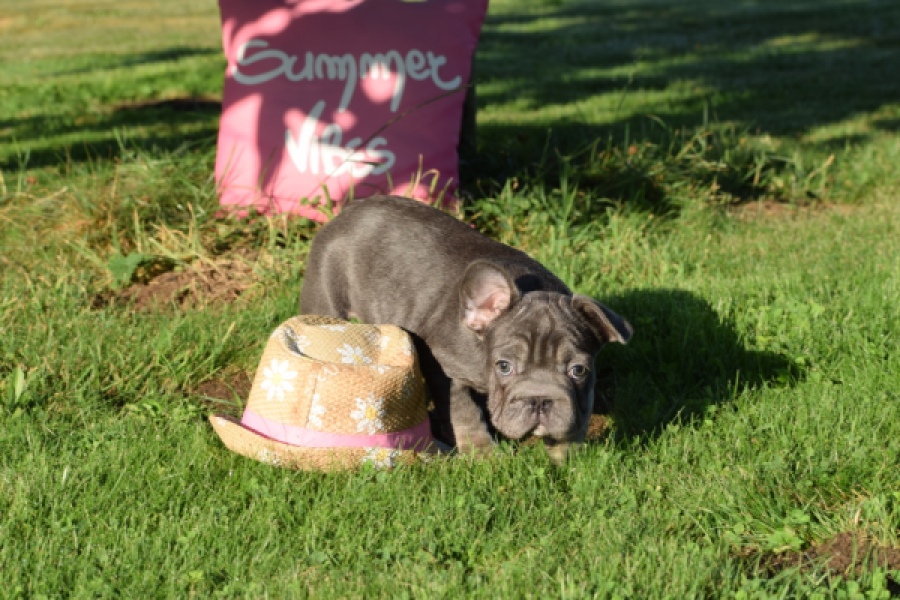 Franse bulldog (teef) 25841