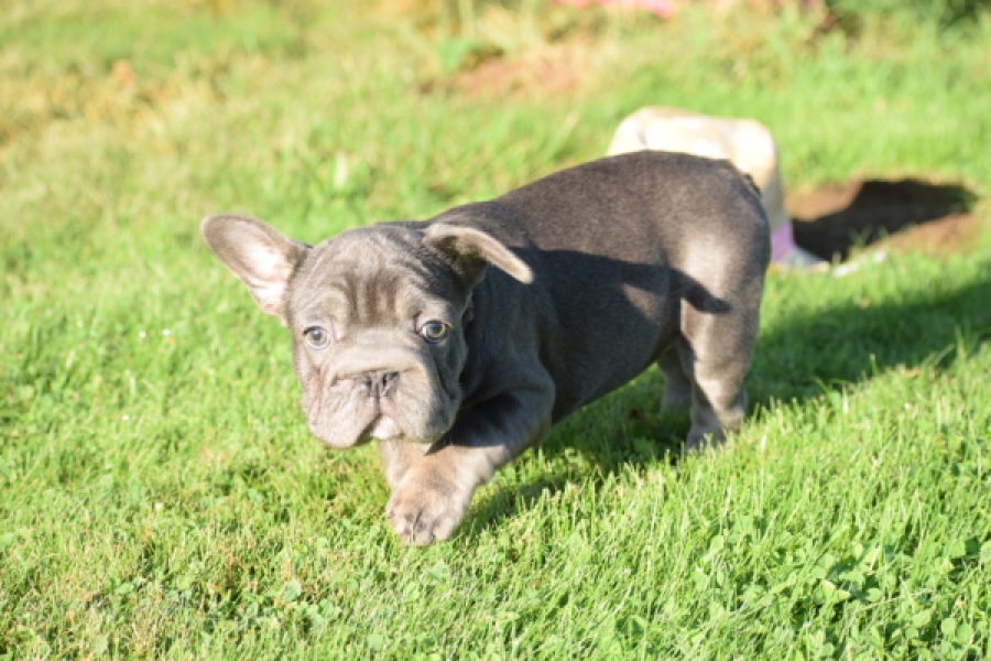 Franse bulldog (teef) 25841