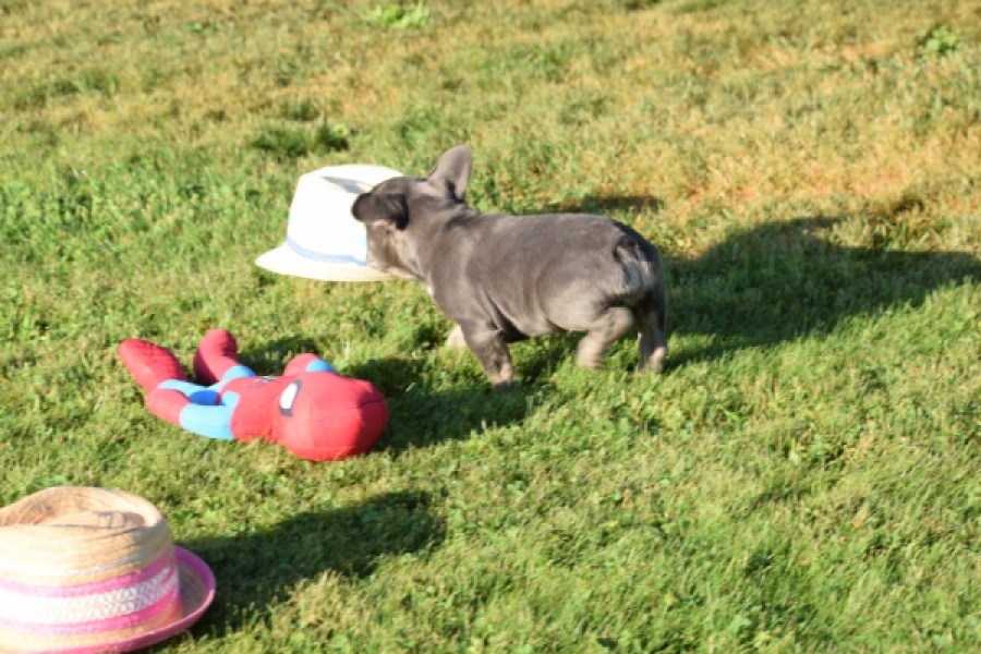 Franse bulldog (teef) 25841