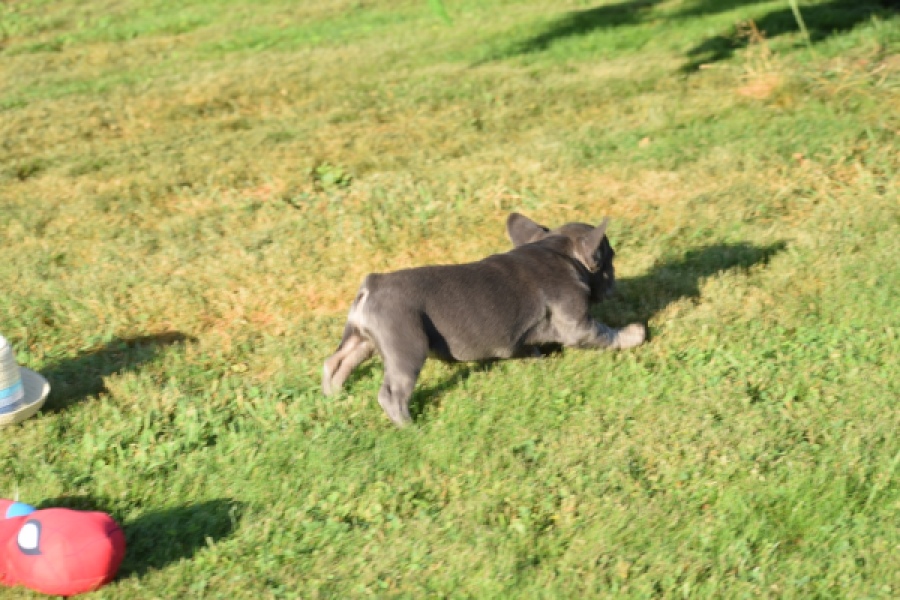 Franse bulldog (teef) 25841