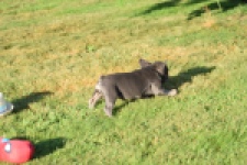 Franse bulldog (teef) 25841
