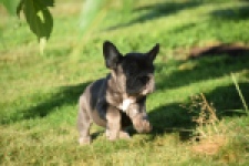 Franse bulldog (teef) 25841