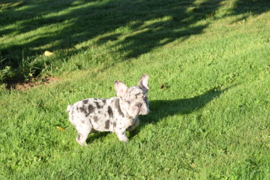 Franse bulldog (teef) 25846