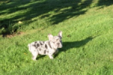 Franse bulldog (teef) 25846