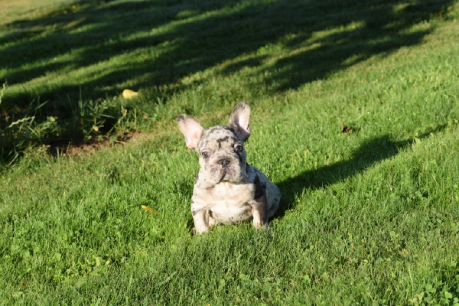 Franse bulldog (teef) 25846