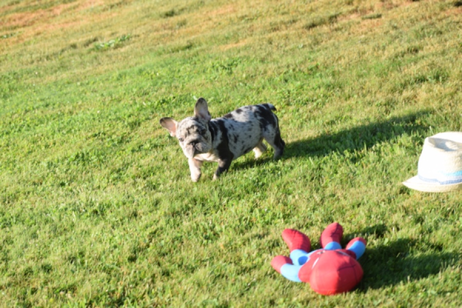 Franse bulldog (teef) 25846