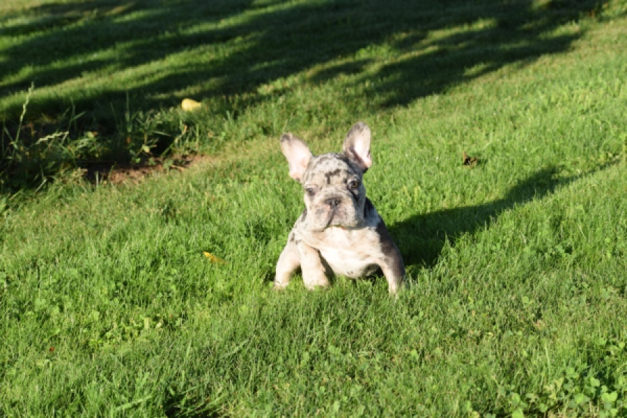 Franse bulldog (teef) 25846