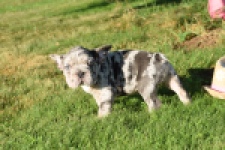 Franse bulldog (reu) 25844