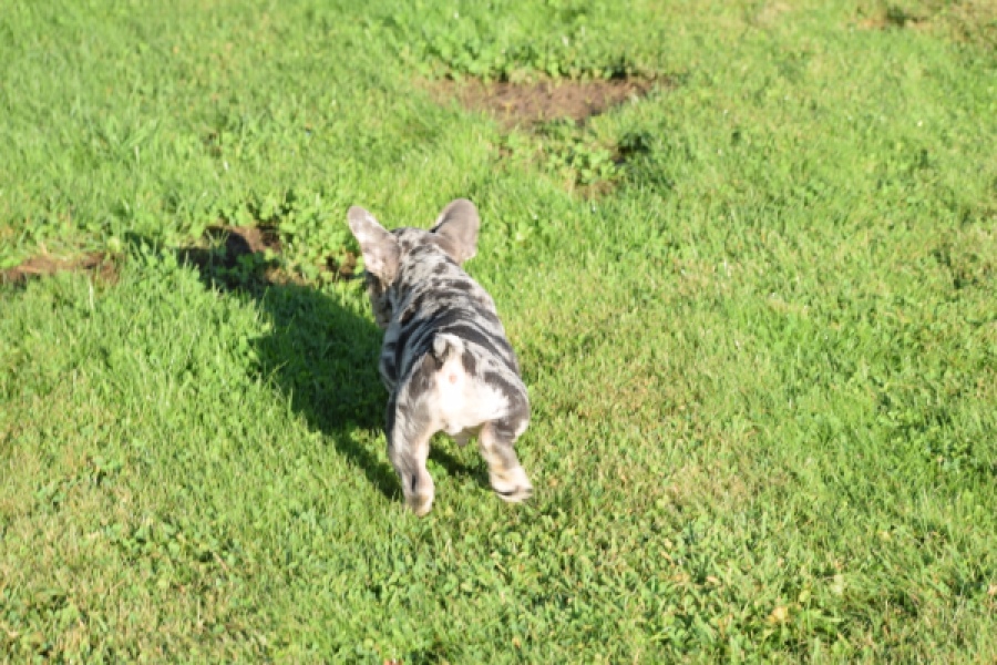 Franse bulldog (reu) 25844