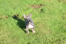 Franse bulldog (reu) 25844