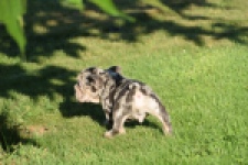 Franse bulldog (reu) 25844