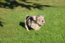 Franse bulldog (reu) 25844