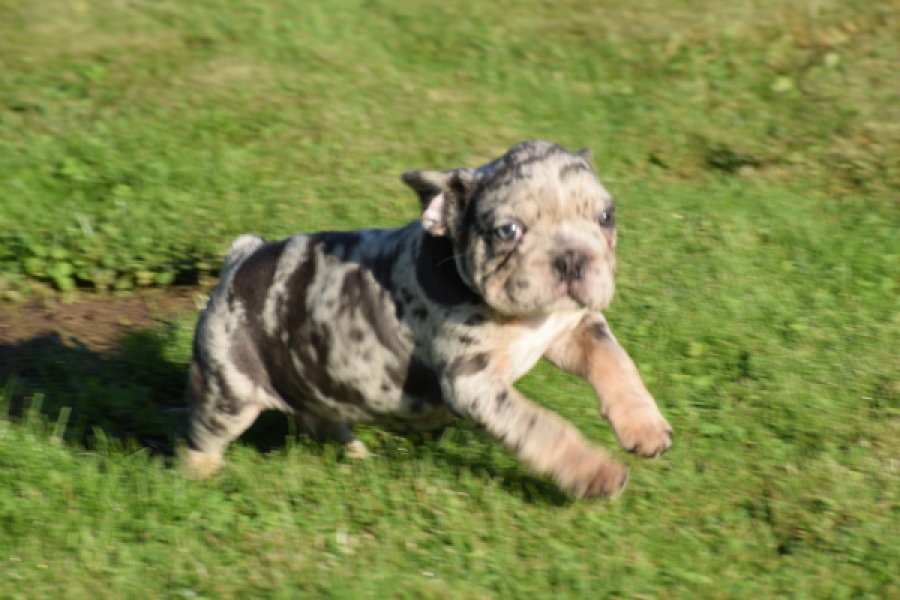 Franse bulldog (reu) 25844