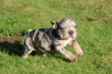 Franse bulldog (reu) 25844
