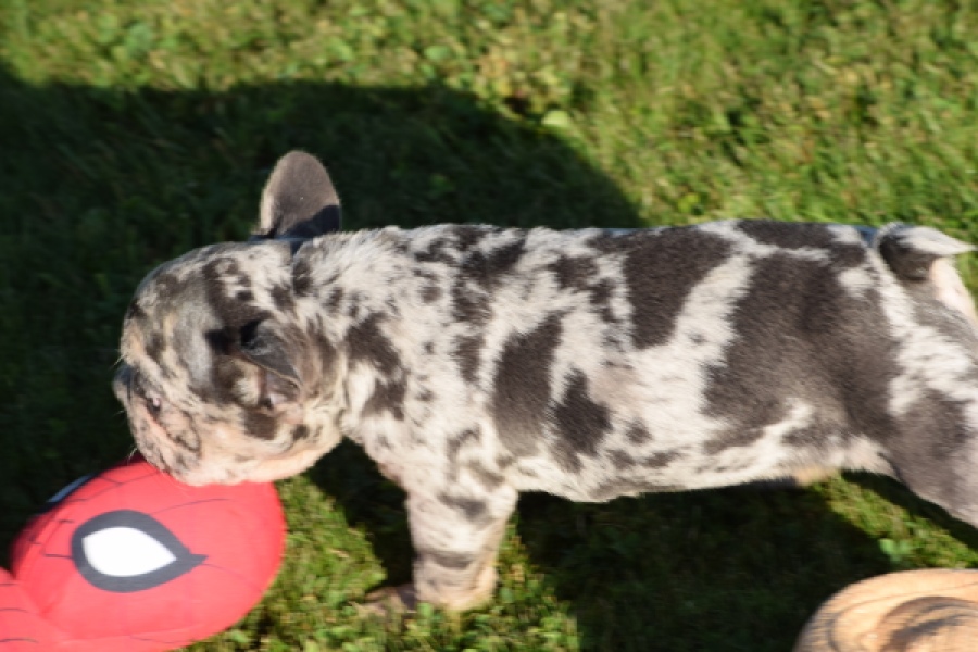 Franse bulldog (reu) 25844