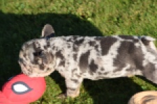 Franse bulldog (reu) 25844