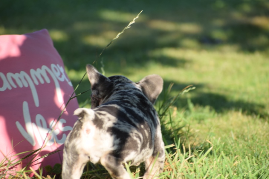 Franse bulldog (reu) 25844