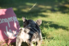 Franse bulldog (reu) 25844