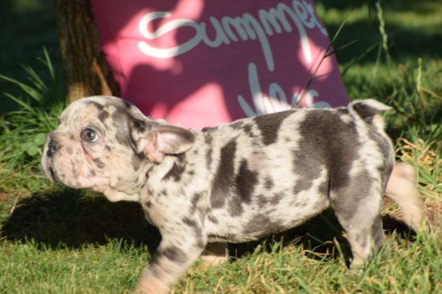 Franse bulldog (reu) 25844