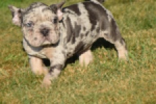 Franse bulldog (reu) 25844