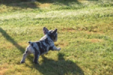 Franse bulldog (reu) 25844