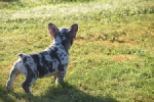 Franse bulldog (reu) 25844