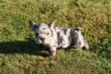 Franse bulldog (reu) 25844