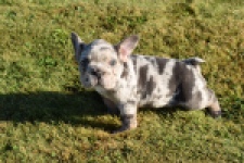 Franse bulldog (reu) 25844