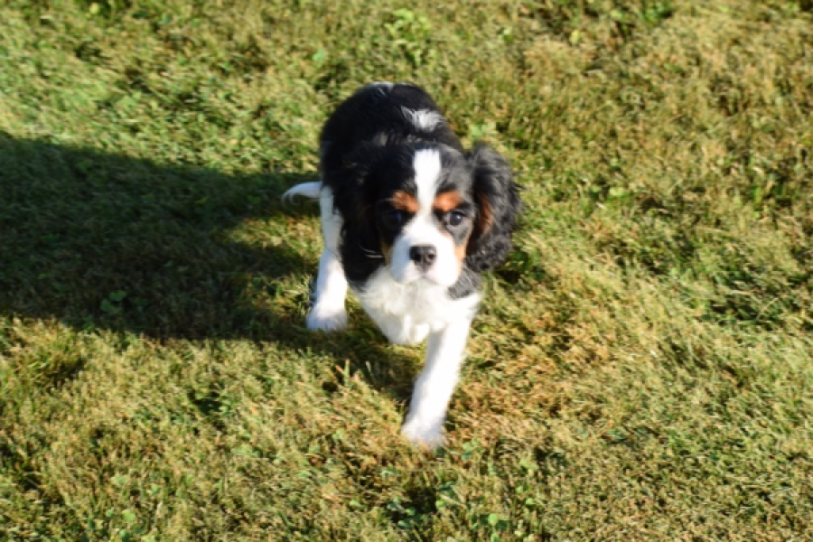 Cavalier King Charles Spaniel (reu) 49020