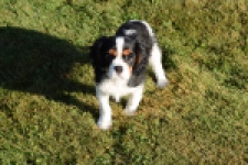 Cavalier King Charles Spaniel (reu) 49020