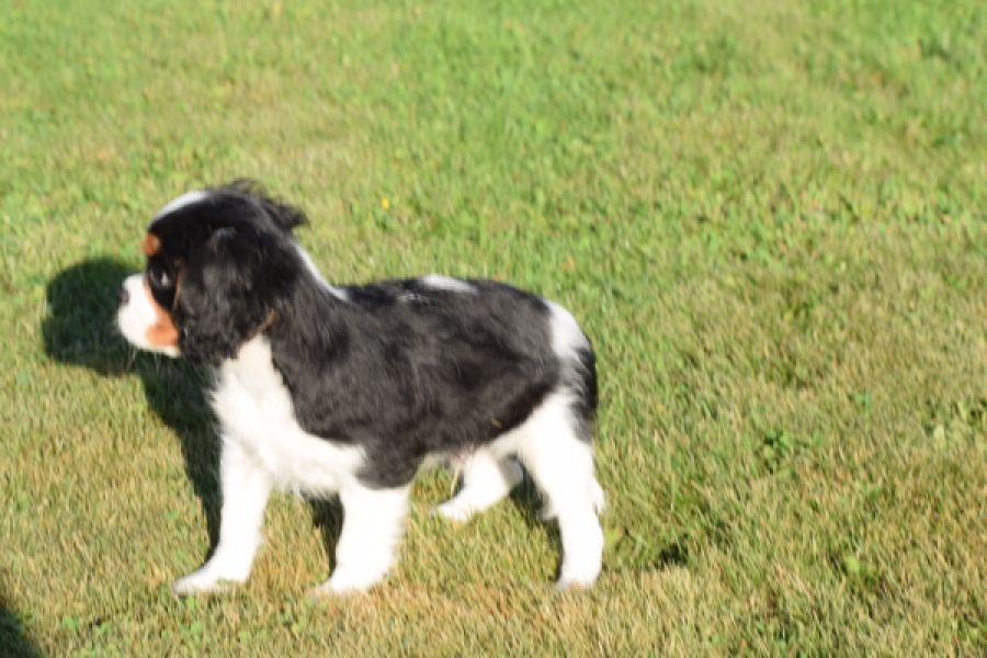 Cavalier King Charles Spaniel (reu) 49020