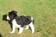 Cavalier King Charles Spaniel (reu) 49020