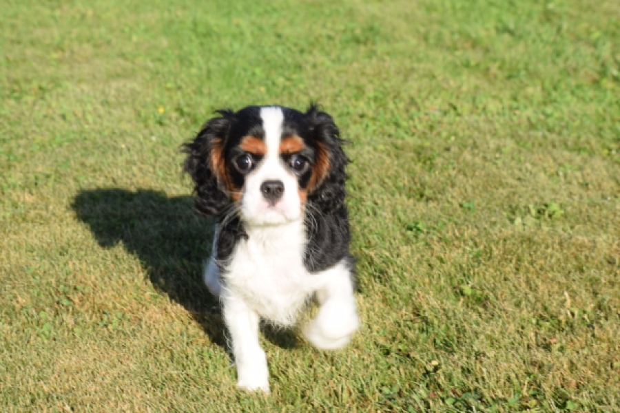 Cavalier King Charles Spaniel (reu) 49020