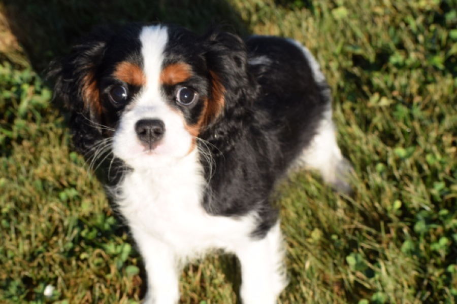 Cavalier King Charles Spaniel (reu) 49020