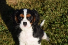 Cavalier King Charles Spaniel (reu) 49020