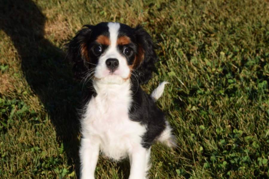 Cavalier King Charles Spaniel (reu) 49020