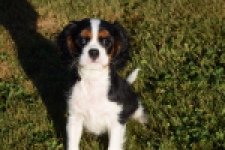 Cavalier King Charles Spaniel (reu) 49020