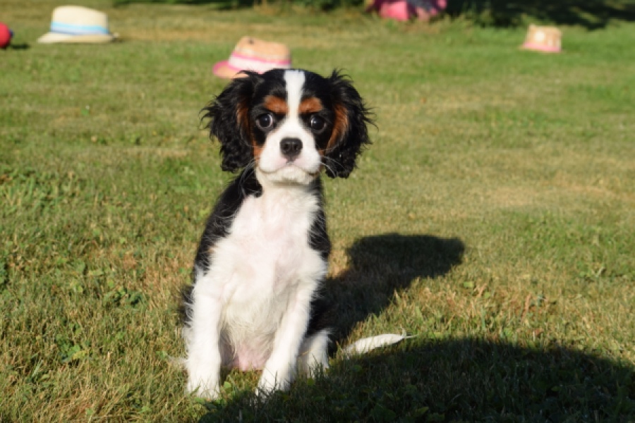 Cavalier King Charles Spaniel (reu) 49020
