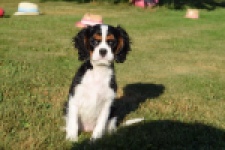 Cavalier King Charles Spaniel (reu) 49020