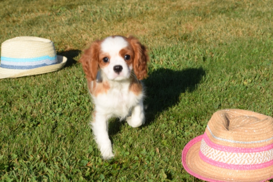 Cavalier King Charles Spaniel (teef) 49051