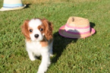 Cavalier King Charles Spaniel (teef) 49051