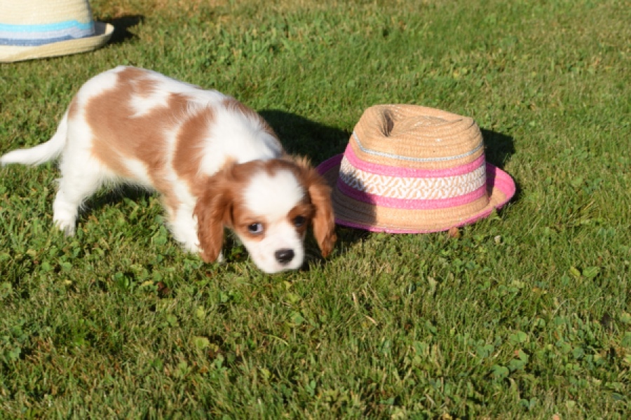 Cavalier King Charles Spaniel (teef) 49051