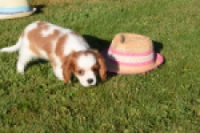 Cavalier King Charles Spaniel (teef) 49051