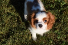 Cavalier King Charles Spaniel (teef) 49051